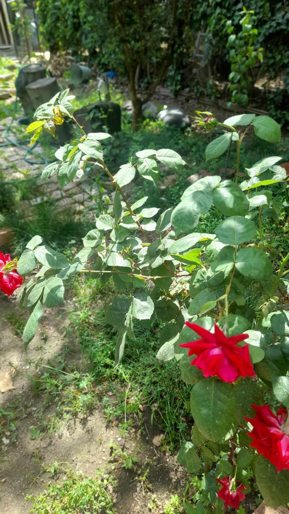 Gardens In Vake, Tbilisi Hotel Exterior photo